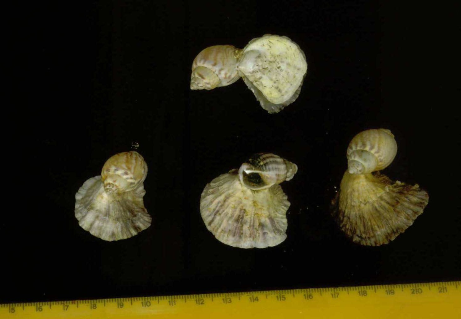 Ostrea edulis